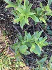 Cephalanthus occidentalis