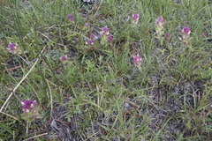 Castilleja lassenensis