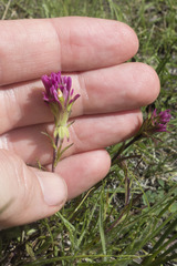 Castilleja lassenensis