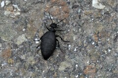 Meloe rugosus