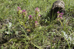 Castilleja lassenensis