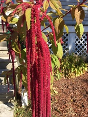 Amaranthus caudatus