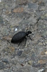 Meloe rugosus