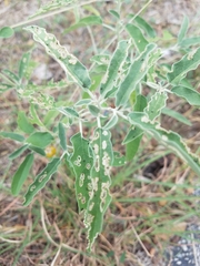 Aphis fabae