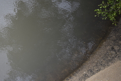 Zenarchopterus buffonis