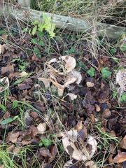 Infundibulicybe geotropa