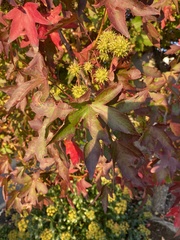 Liquidambar