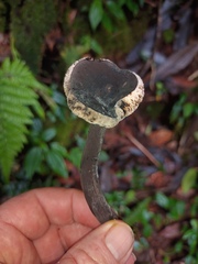 Tylopilus formosus