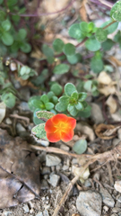 Portulaca umbraticola