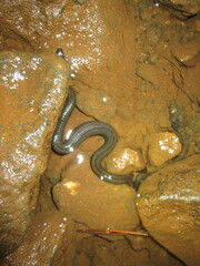 Regina septemvittata