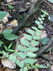 Adiantum latifolium