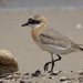 Lesser Sand-Plover - Photo (c) Jacky Judas, some rights reserved (CC BY)