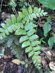 Adiantum latifolium