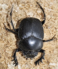 Scarabaeus sacer