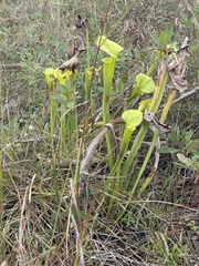Sarracenia flava