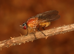 Thricops diaphanus