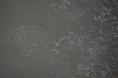 Zenarchopterus buffonis