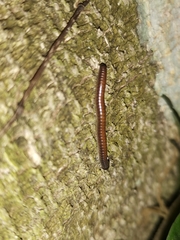 Pseudospirobolellus avernus