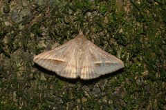 Mocis frugalis