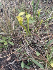 Sarracenia flava