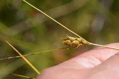 Carex oligosperma