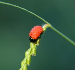 Chrysomela populi