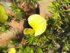 Aspalathus cliffortioides