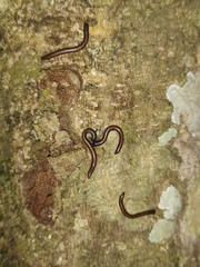 Pseudospirobolellus avernus