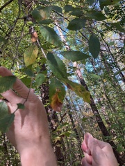 Ulmus