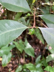 Eugenia pseudopsidium