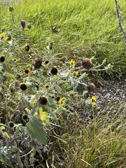 Helianthus argophyllus