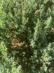 Juniperus communis