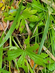 Anemonastrum canadense