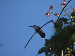 Cynanthus latirostris