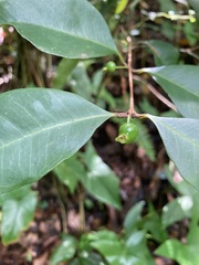 Eugenia pseudopsidium