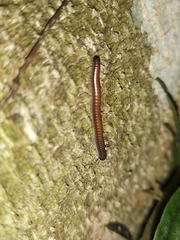Pseudospirobolellus avernus