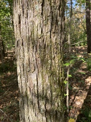 Ulmus