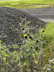Helianthus argophyllus