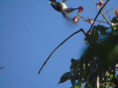 Cynanthus latirostris