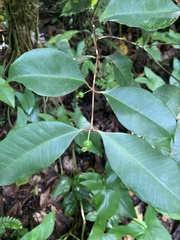 Eugenia pseudopsidium