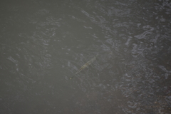 Zenarchopterus buffonis