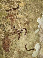 Pseudospirobolellus avernus