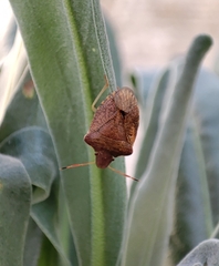 Peribalus strictus strictus
