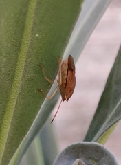 Peribalus strictus strictus