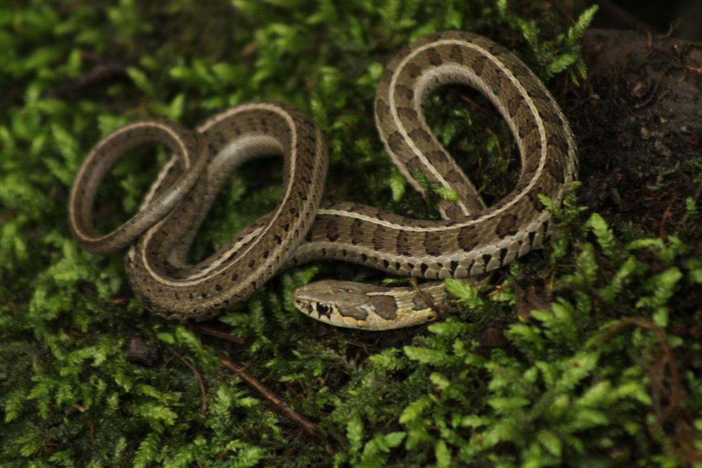Longtail Alpine Garter Snake