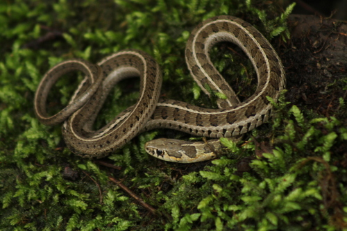 Longtail Alpine Garter Snake