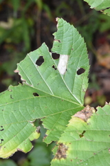 Phyllonorycter lucetiella