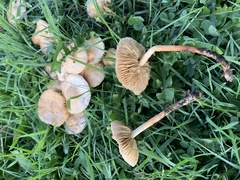 Marasmius oreades