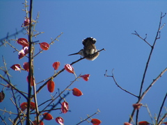 Cynanthus latirostris