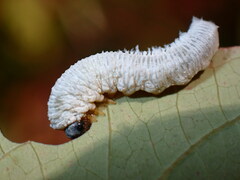 Macremphytus tarsatus